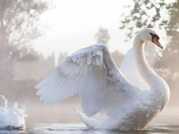 藝術涂料天鵝絨